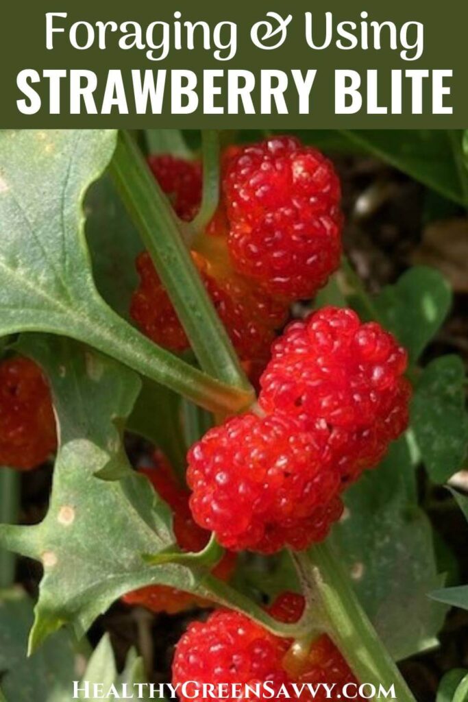 pin with photo of strawberry spinach plant (aka strawberry blite) with title text