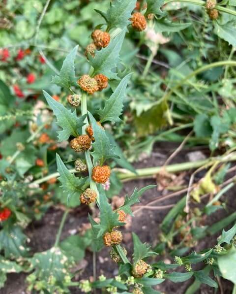 photo of unripe berries on strawberry blite stem