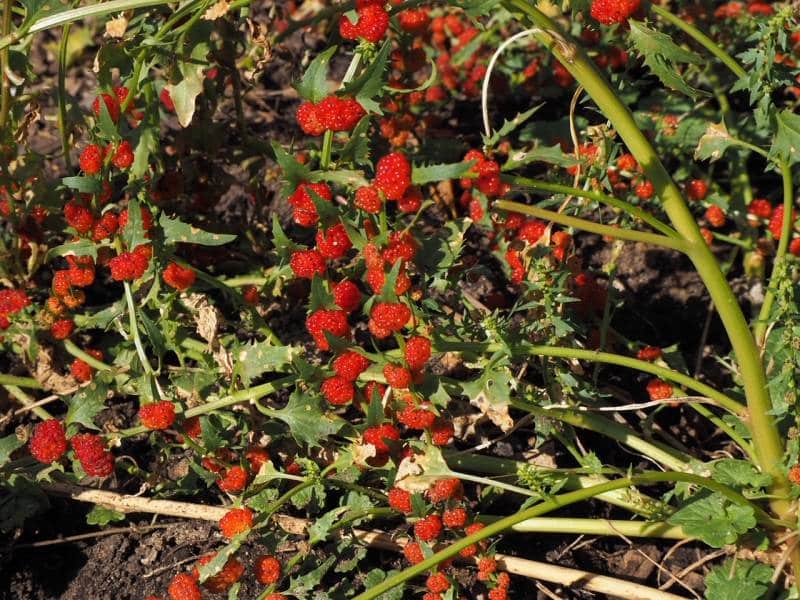 photo of strawberry spinach plant growing in the garden