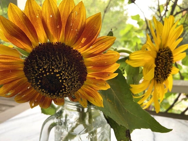 photo of edible sunflower petals on flowerhead in glass jar