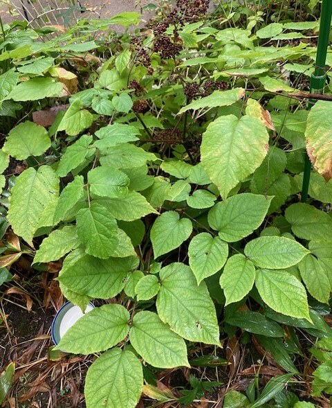 photo of American spikenard plant (Aralia racemosa) growing in shady area