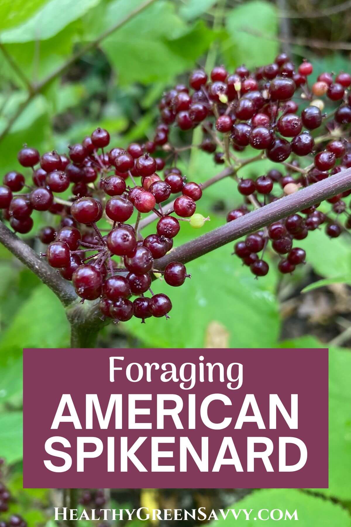 American Spikenard Plant (Foraging Aralia Racemosa)
