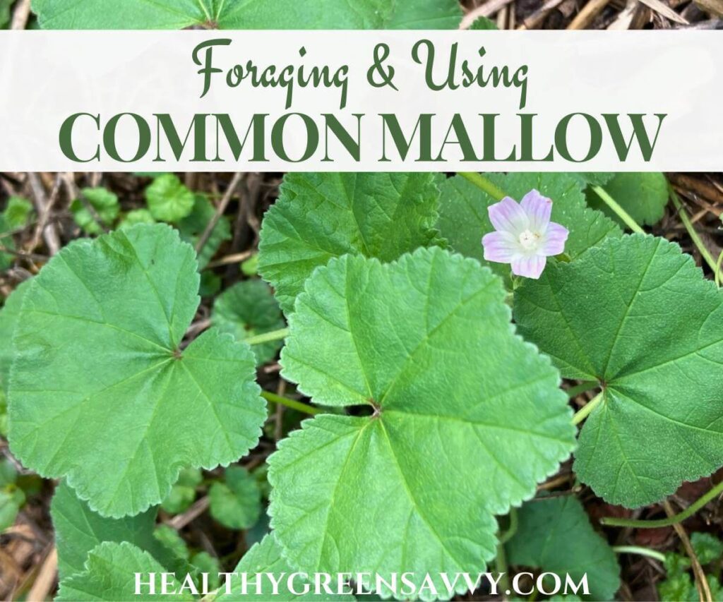 cover photo of malva neglecta common mallow plant growing in garden with title text overlay