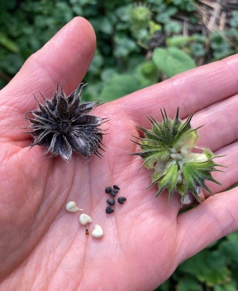 photo of velvet leaf seed pods in hand