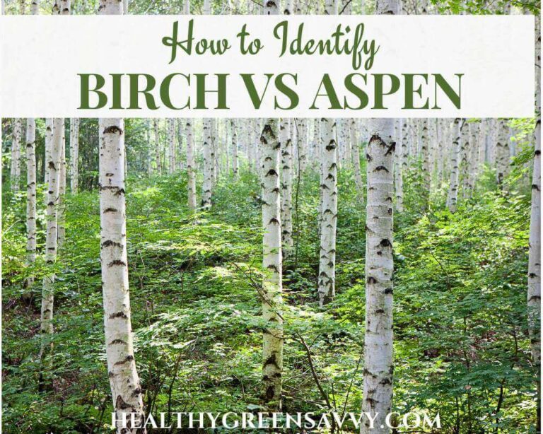 Birch vs Aspen Tree Identification (3 Easy Ways to Identify)