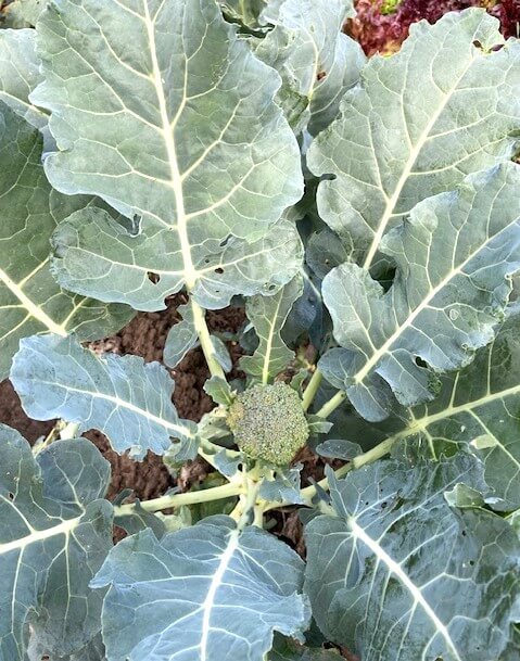 photo of broccoli head surrounded by edible broccoli leaves