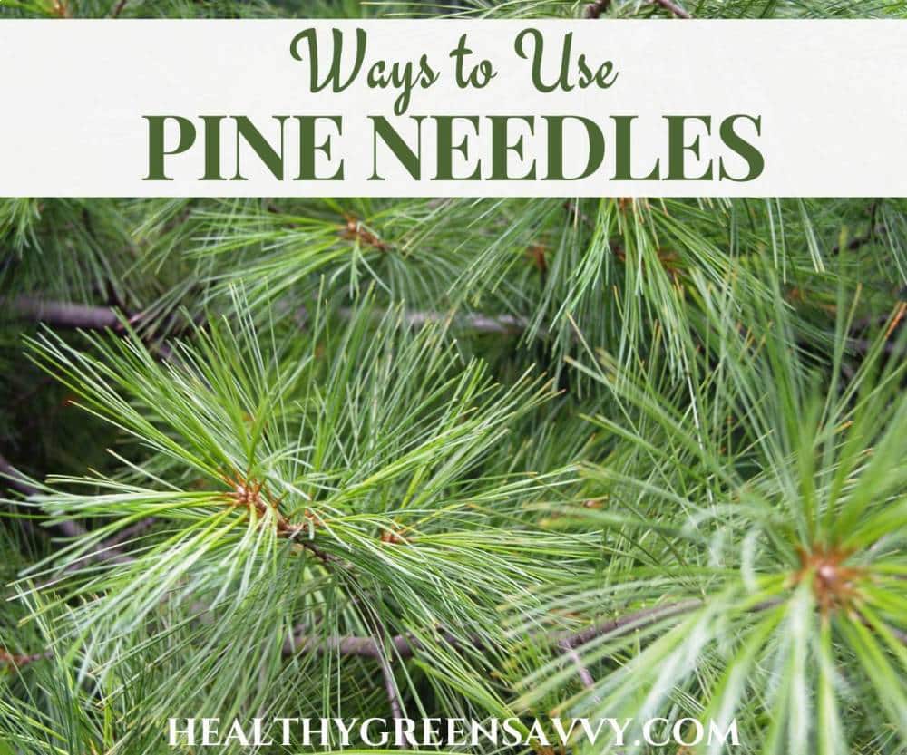 cover photo of pine needles with title text overlay