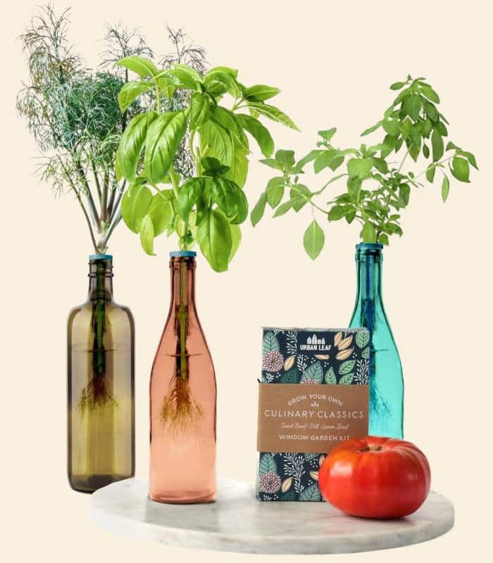 photo of 3 flass bottles with herbs growing in them