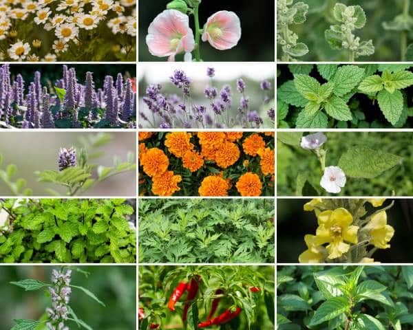 photo of  15 herbs from the medicinal herbs seed collection available on Etsy