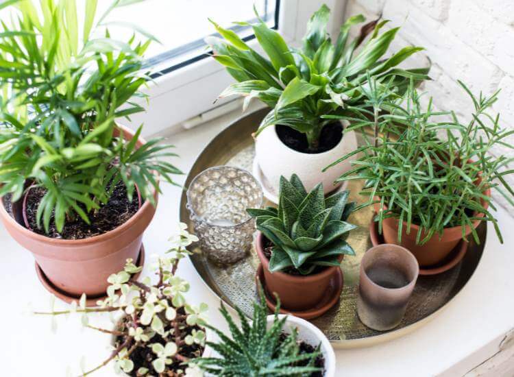 photo of houseplants growing by window