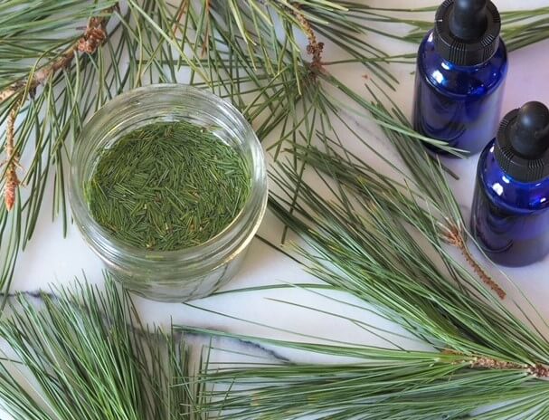 photo of pine needles extracting in alcohol to make pine tincture