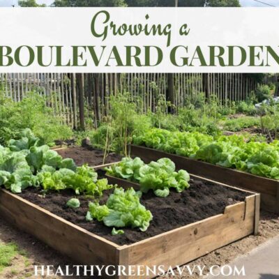 photo of wooden raised bed boulevard garden with greens growing
