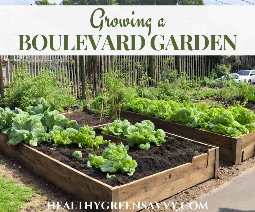 photo of wooden raised bed boulevard garden with greens growing