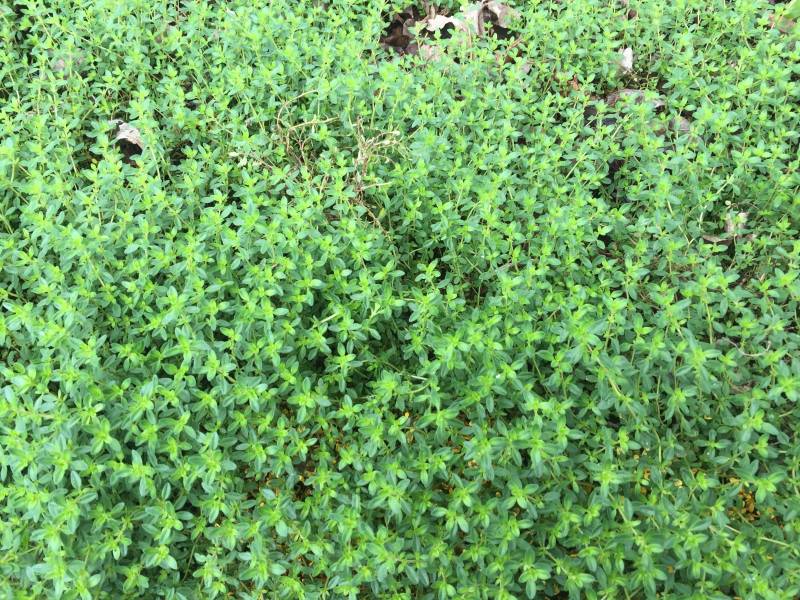 photo of creeping thyme as groundcover in a boulevard garden