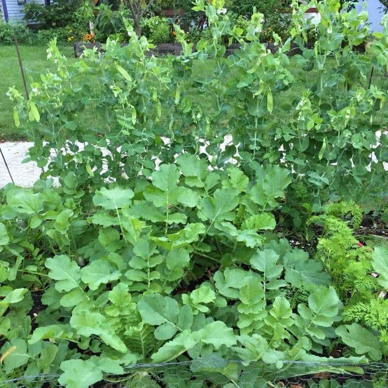 photo of peas and greens growing in a hellstrip garden