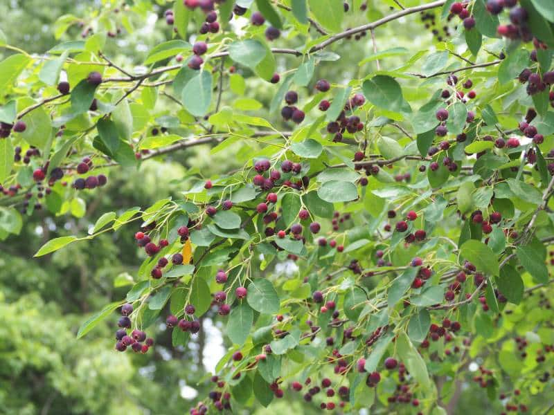 serviceberries growing in boulevard garden