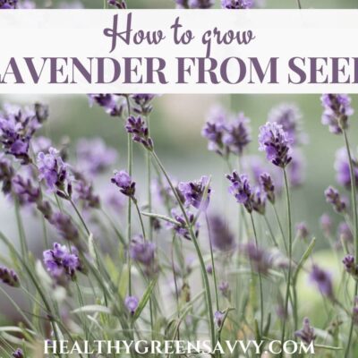 cover photo of lavender growing with overlaid title text (How to Grow Lavender from Seed)