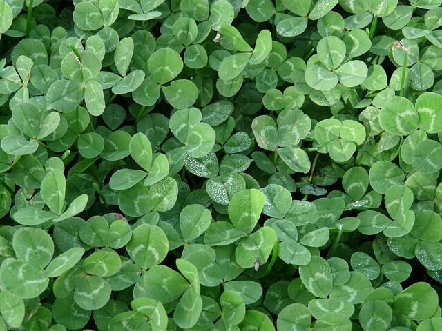 photo of white clover growing
