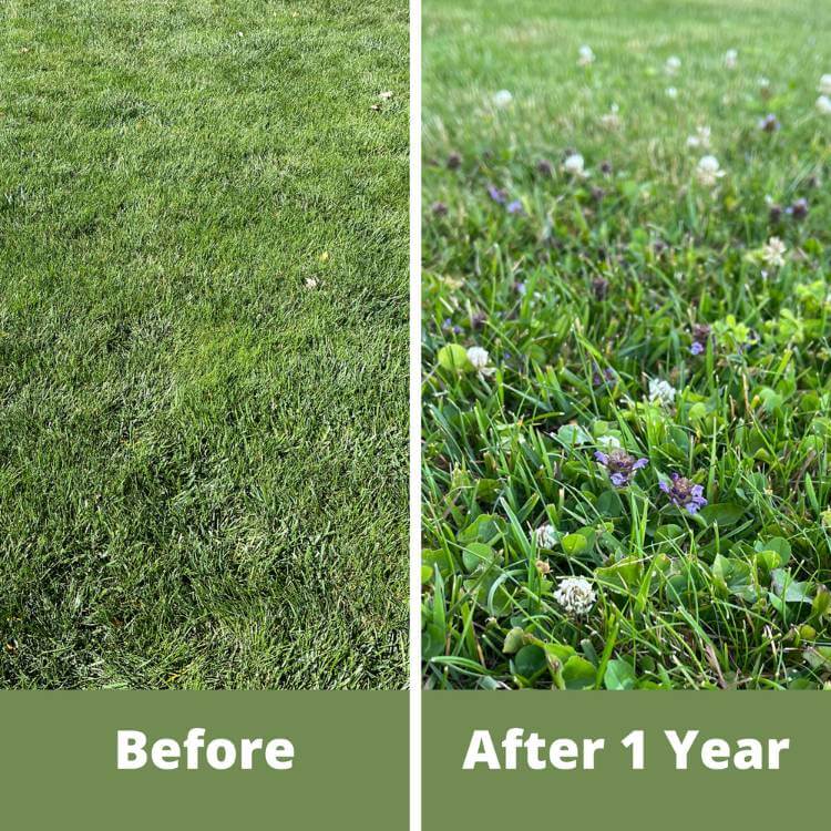 photo of lawn before and after adding clover and self heal seeds