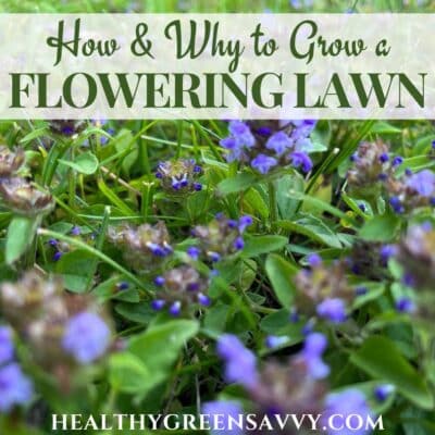 cover photo of flowering bee lawn closeup with title text overlay