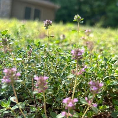 photo of flowering bee lawn with closeup of creeping thyme