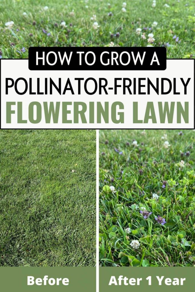 pin with before and after photos of a flowering bee lawn with title text