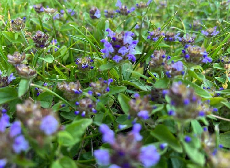 closeup of self heal growing in flowering bee lawn growin