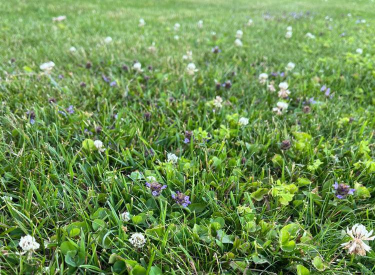photo of flowering bee lawn growing