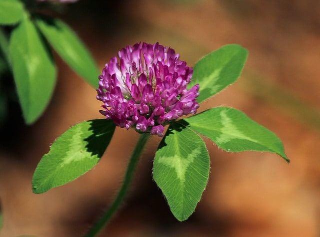 photo of 'red' clover growing (it's actually pink)