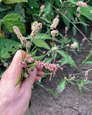 photo ofo lady's thumb, a useful weed with pink flowers