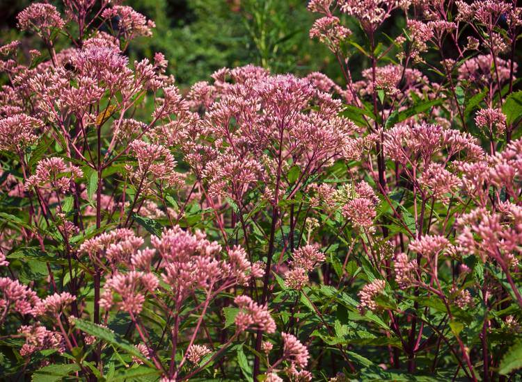 photo of joe pye weed