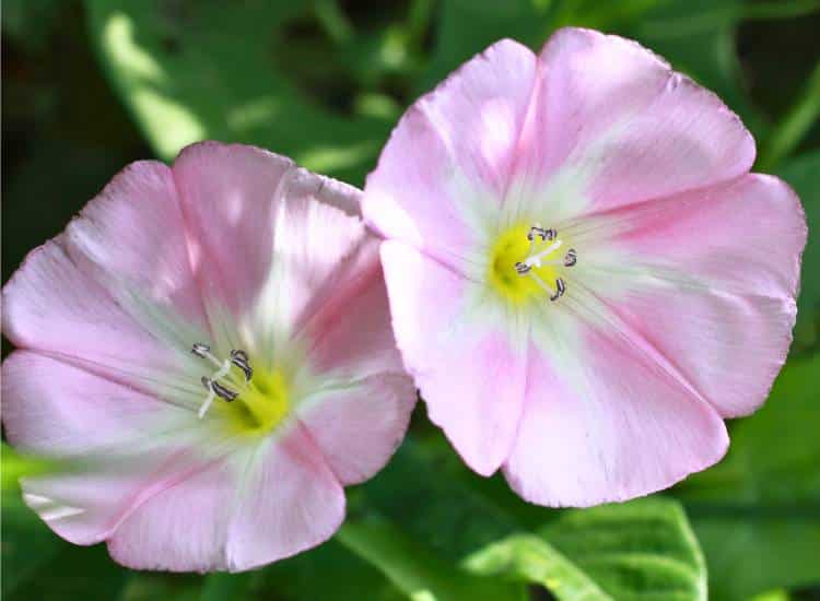 photo of pink field bindweed flower