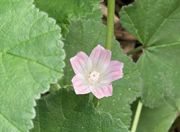 photo of mallow flower