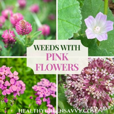 cover collage with photos of weeds with pink flowers and title text