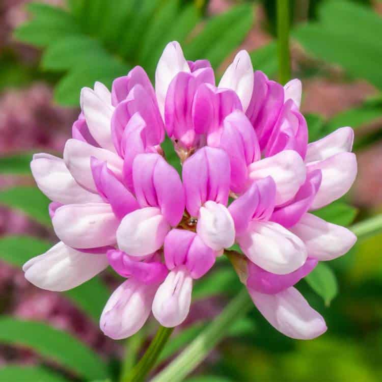 photo of crown vetch in flower