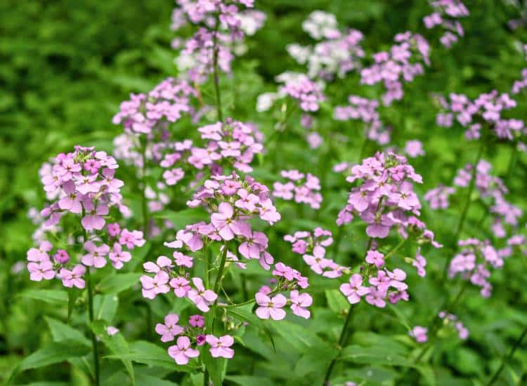photo of dames rocket flowers