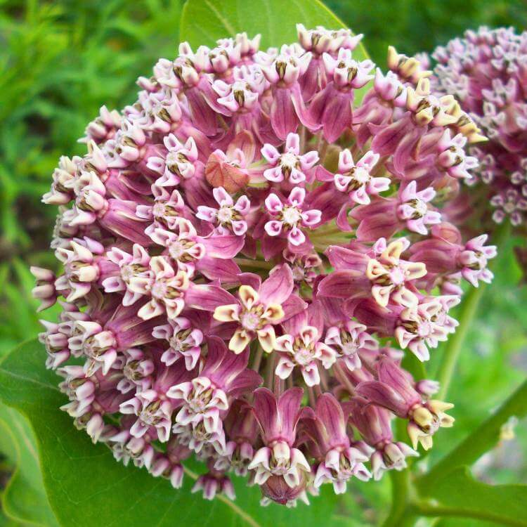 milkweed flowers