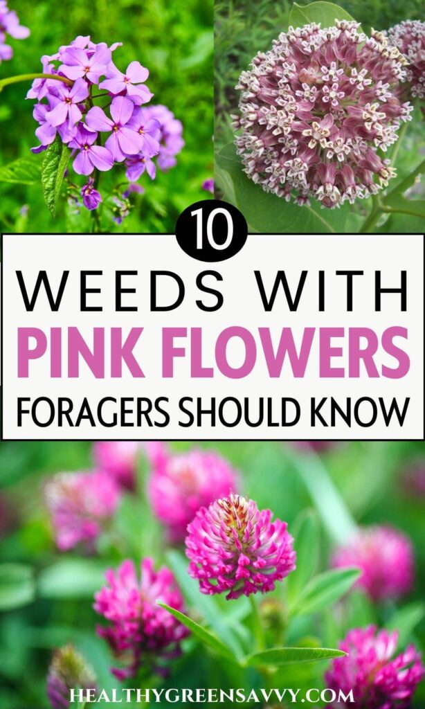 photos of 3 weeds with pink flowers and title text
