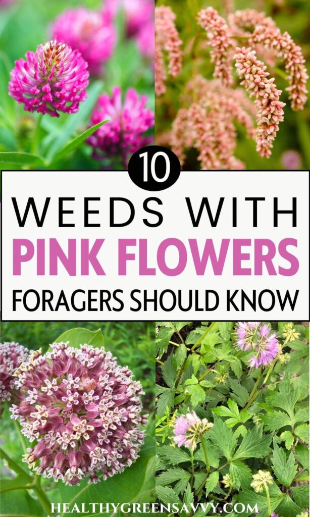 photos of 4 weeds with pink flowers and title text