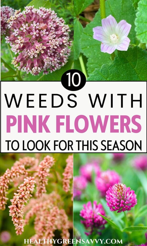 10 Weeds with Pink Flowers Foragers Should Know