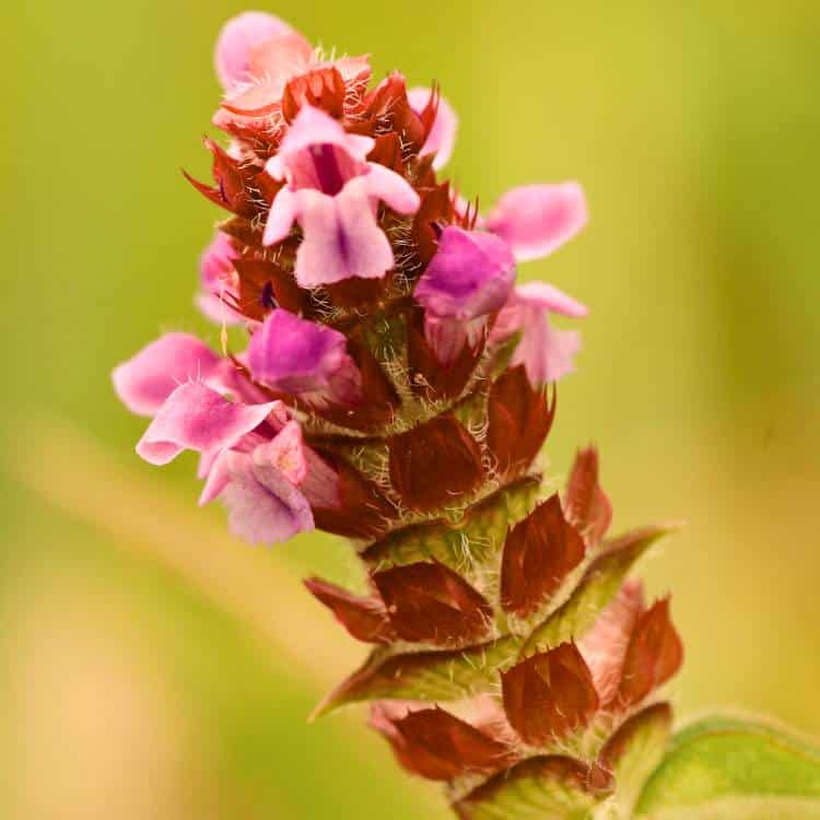 photo of self heal flowers