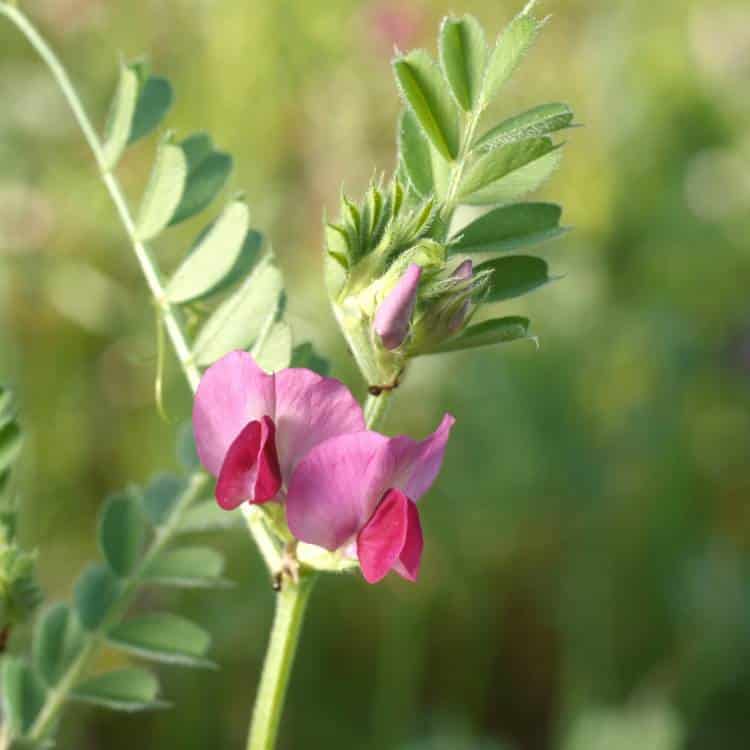 photo ofo common vetch in flower