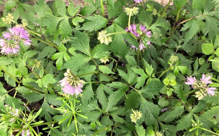 photo of Virginia waterleaf in flower