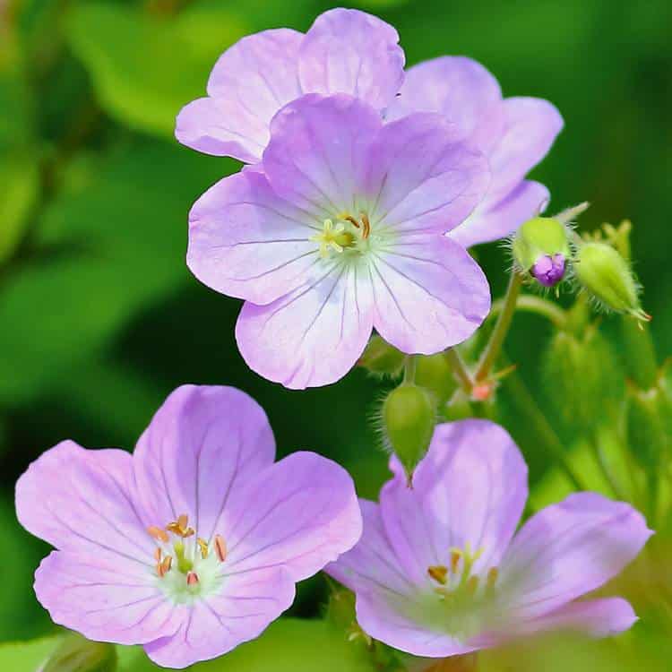 photo of wild geranium flowers