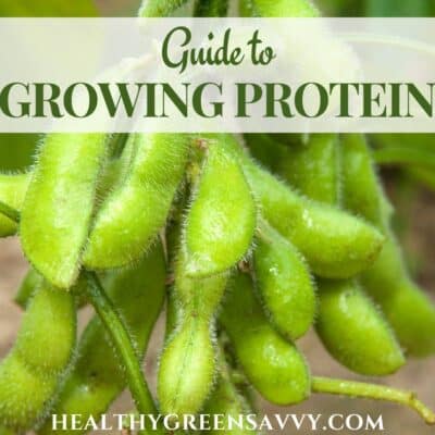 cover photo of edamame with title text overlay