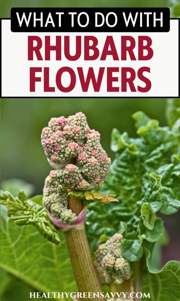 pin with photo of rhubarb flowers and title text