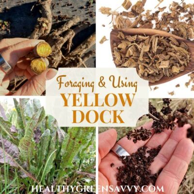 cover photo collage of yellow dock herb with photos of sliced fresh root, cut dried root, yellow dock plant growing, and harvested dock seeds with title text
