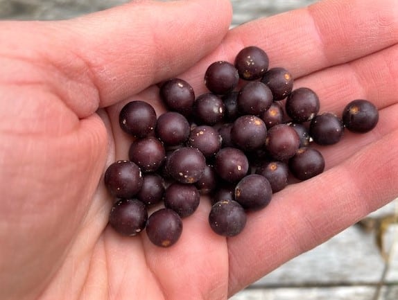 photo of handful of hackberries 
