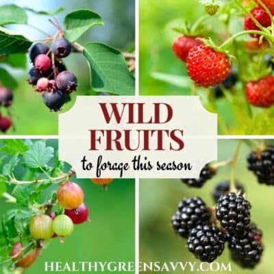 cover collage with photos of wild fruits (serviceberries, wild strawberries, gooseberries, and blackberries) plus title text