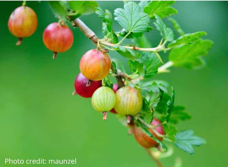 photo of gooseberries growing